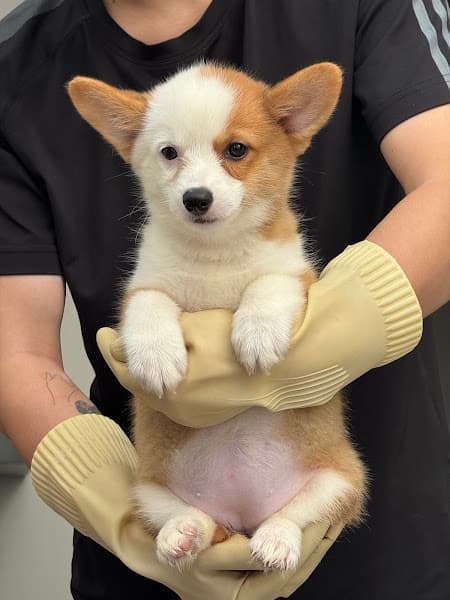 Bông Dog Shop - Chó Cảnh Đà nẵng