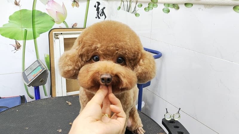 Hình ảnh PET CƯNG - Cắt tỉa lông chó mèo (Hoàng Xuân Nhị) - 5