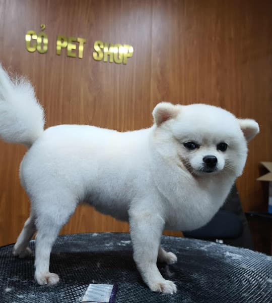 Hình ảnh Cỏ Pet Shop - 2