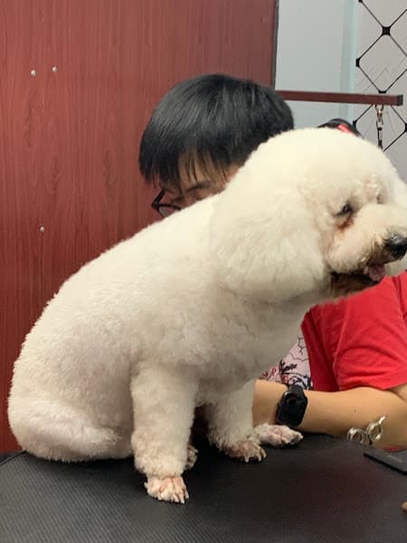 Hình ảnh Pet shop Thanh Tùng - Spa & Cắt tỉa chó mèo - 3