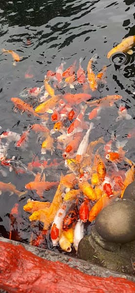 Hình ảnh Nhà hàng Mạnh Sang - 4