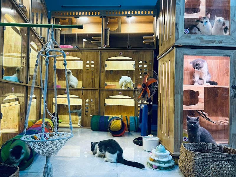 Hình ảnh Trông Giữ Chó Mèo HCM - 2