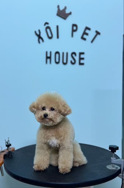 Hình ảnh Xôi Pet Care - chăm sóc thú cưng - 3