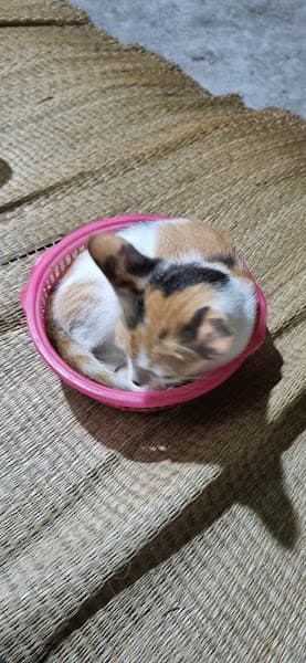 Hình ảnh Trại Chó Bùi Hải - 10