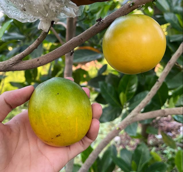 Ảnh bìa VƯỜN TRÁI CÂY CÔ MỸ