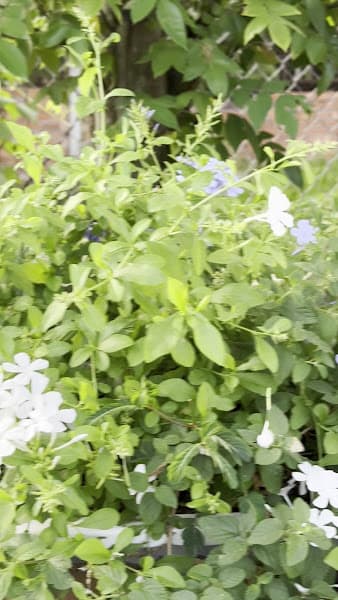 Hình ảnh ILY GARDEN - 3