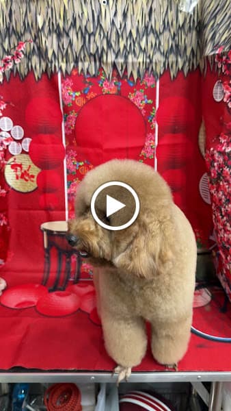 Hình ảnh HOÀNG CHIẾN PET SHOP - 3