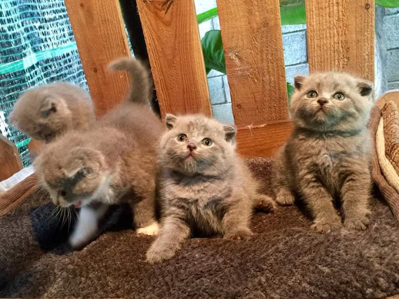 Hình ảnh Mon House Pet - 4