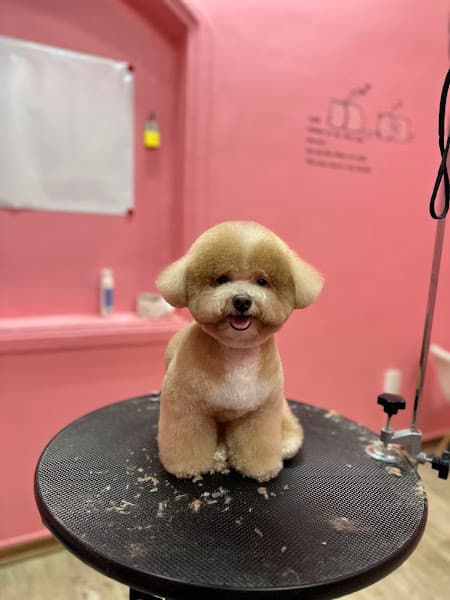 Hình ảnh Xôi Pet Care - chăm sóc thú cưng - 4