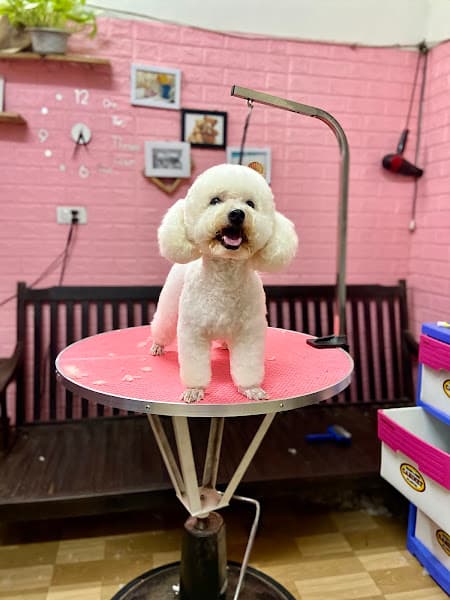 Hình ảnh Spa thú cưng Sam Pet Hưng yên - 5