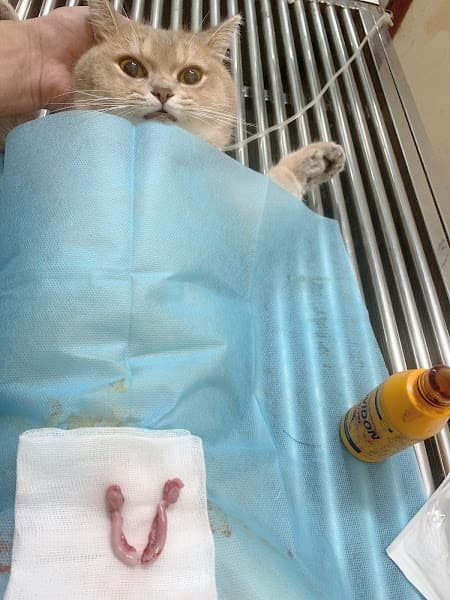 Hình ảnh Phòng khám thú y -Spa HAPPY PET - 2