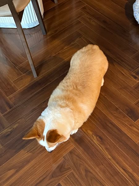 Hình ảnh Tiệm thú cưng Hachiko - 2