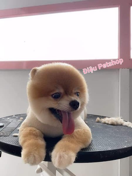 Hình ảnh Điệu Petshop - Tiệm Làm Đẹp Thú Cưng - 4