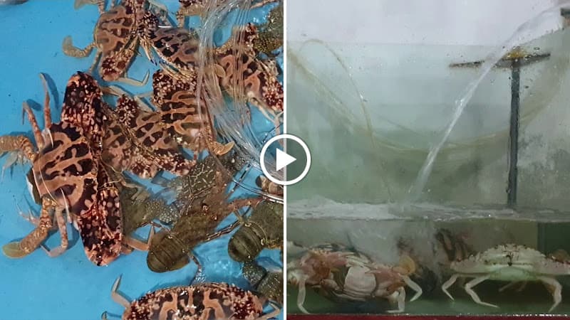 Hình ảnh HỒNG SINH QUÁN - Biển Mỹ Khê Quảng Ngãi - 3