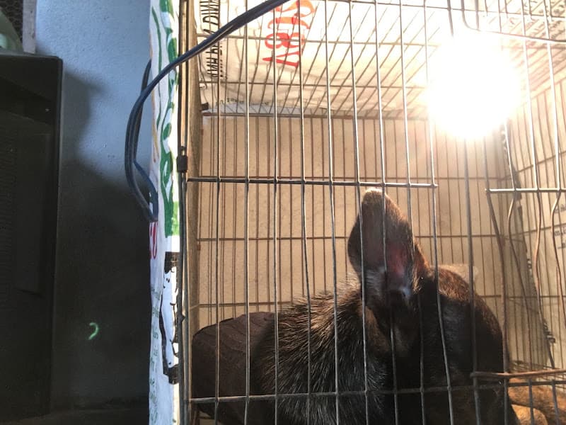 Hình ảnh Thú Y CHÓ MÈO Khu Vực Cam Lâm, Khánh Hòa ( Nhận điều trị tại phòng khám và điều trị tại nhà khách ) - 4