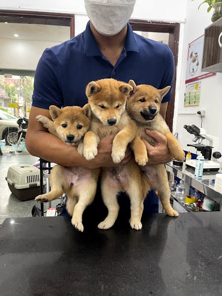 Hình ảnh Bệnh Viện thú y SHIBA - 2