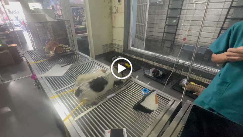 Hình ảnh Phòng Khám Thú Y Hiền Hòa - 2