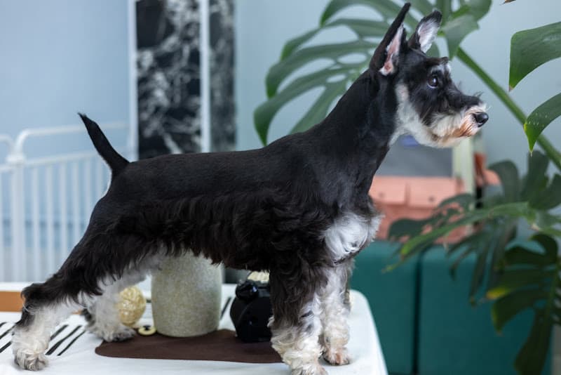 Hình ảnh Dog&Cat - 4