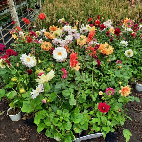 Hình ảnh Vườn Hồng Thanh Trà - 10