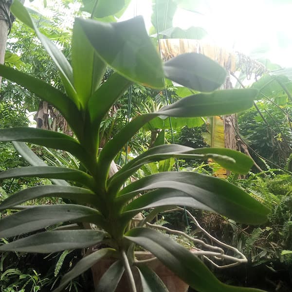 Hình ảnh Phở bò sốt vang - 5