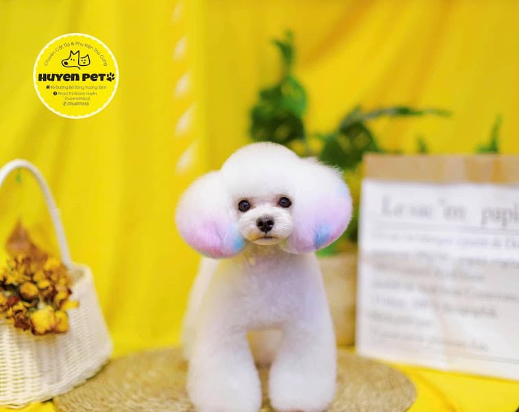 Hình ảnh HUYEN PET SPA - 3