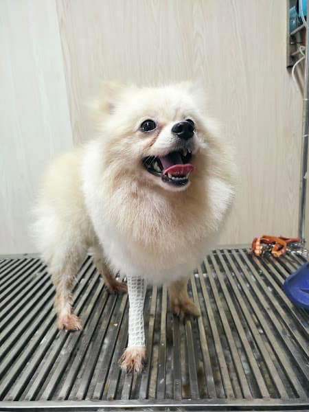 Hình ảnh Phòng Khám Thú Y THÁI HÀ - THÁI BÌNH - 4