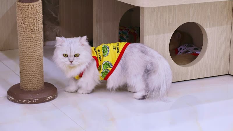 Hình ảnh Vườn Mèo - Tiệm Mèo Ở Quê - 3