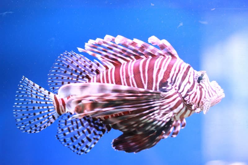 Hình ảnh Bảo Tàng Hải Dương Học - 3