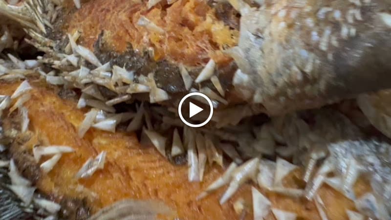 Hình ảnh Điểm tham quan Tranh - 4