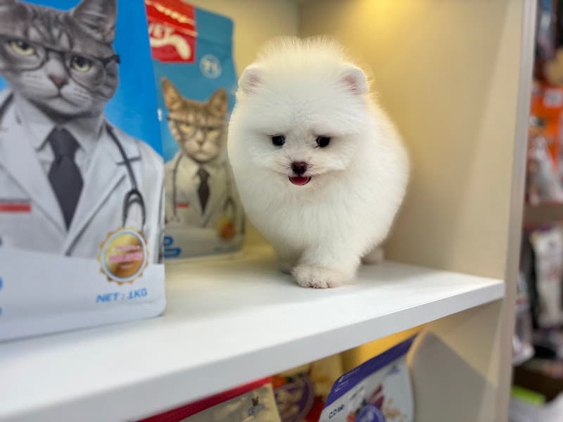 Hình ảnh Shop Thú Cưng Sài Gòn - 3