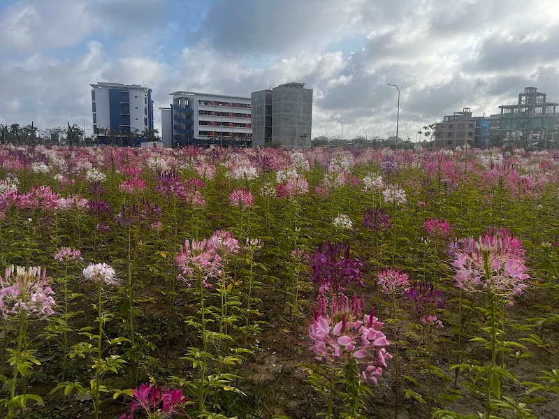 Hình ảnh FPT Pickleball & Coffee Club - 4