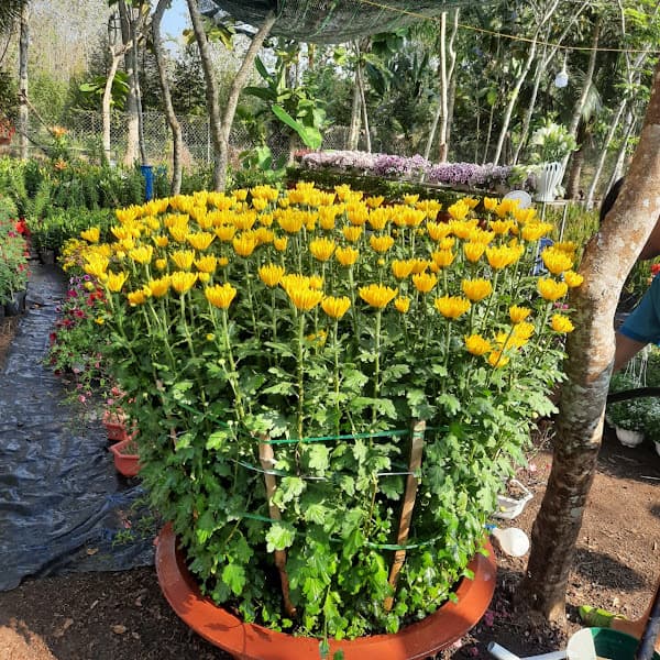 Hình ảnh Vườn Hồng Thanh Trà - 7