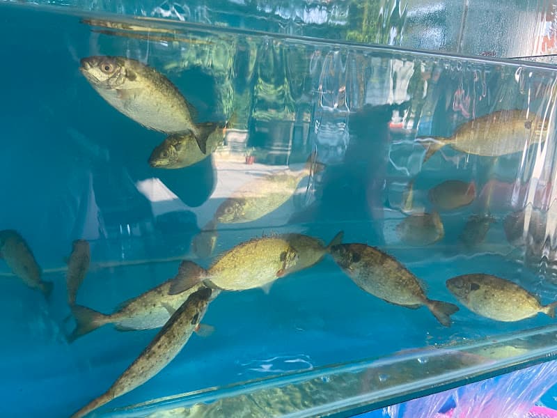 Hình ảnh Bánh xèo - Hải sản - Định Đầm Chuồn - 2