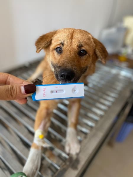 Hình ảnh Thế Giới Thú Cưng Đà Nẵng - 5