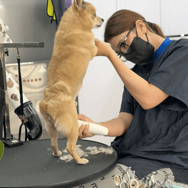 Hình ảnh LaLa PET - 5