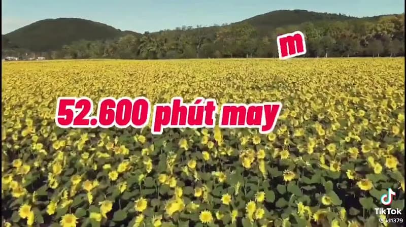 Hình ảnh Trại Chó Bùi Hải - 7