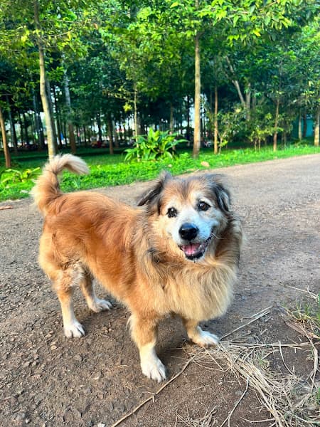 Hình ảnh Phòng Khám Thú Y Long Khánh ( Pum Vet) - 3