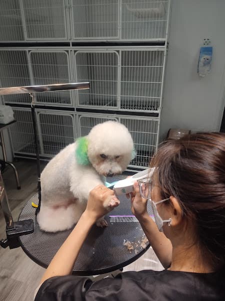 Hình ảnh Sữa Pet Shop - Tiệm Làm Đẹp Thú Cưng - 4