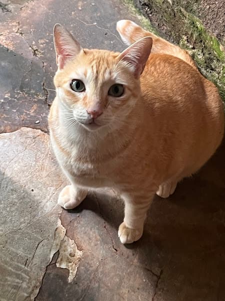 Hình ảnh TÍN THÚ CƯNG - THUỐC THÚ Y - 2