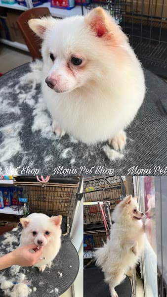 Hình ảnh Mona Pet Shop - Spa & Phụ Kiện Chó Mèo Giá Rẻ Nhất - 5