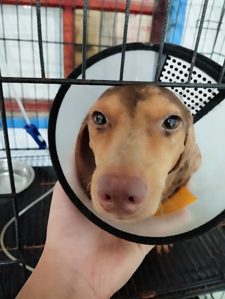 TRUNG TÂM CHĂM SÓC THÚ CƯNG HÒA THÂN