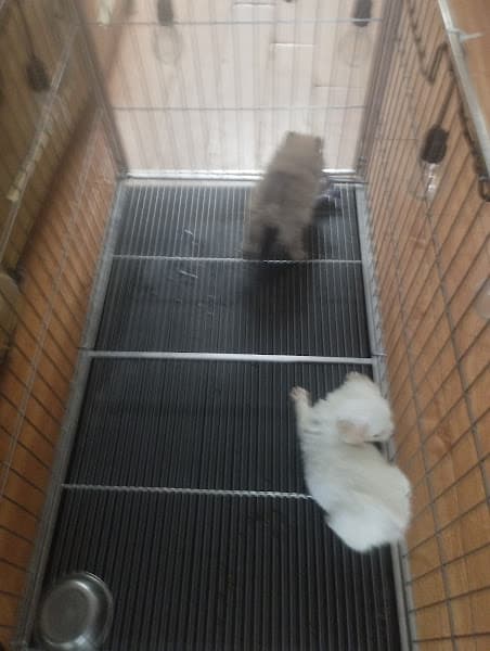 Hình ảnh Chó Cảnh Đà Nẵng - PetShop Chó Mèo Gấu Múp - Corgi, Poodle, Pom, Pug, Mèo Cảnh - 2