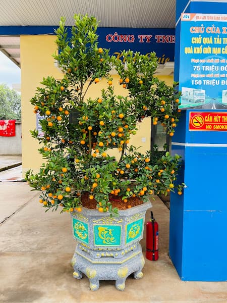 Hình ảnh Cây xăng Hồ Sơn - 6