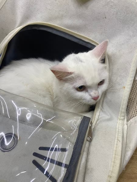 Hình ảnh Phòng khám Thú y Thanh Đàm - 2