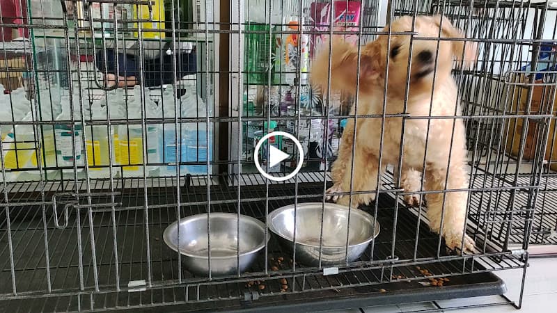 Hình ảnh TRUNG TÂM CHĂM SÓC THÚ CƯNG HÒA THÂN - 2