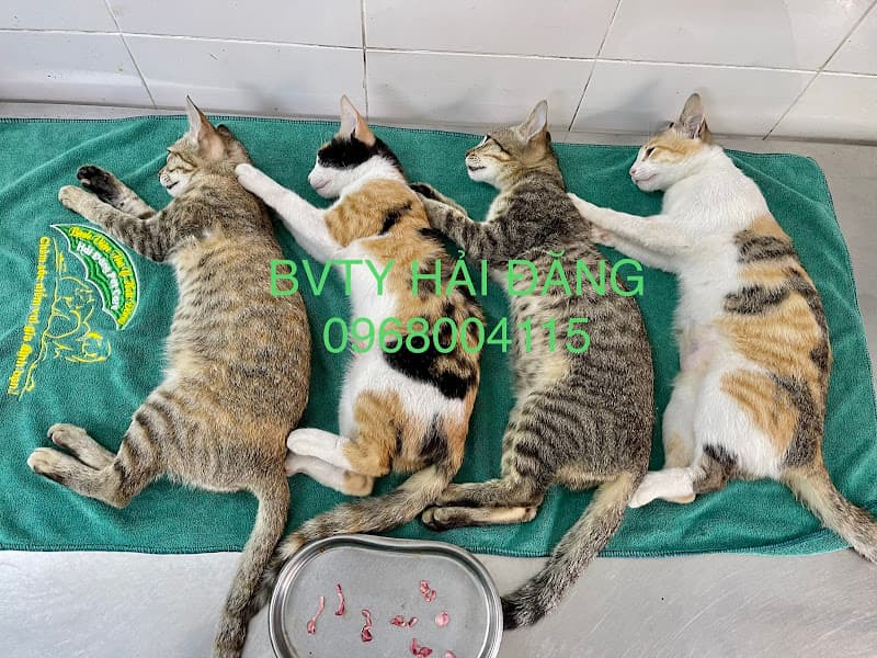 Hình ảnh Bệnh Viện Thú Y Hải Đăng - 2