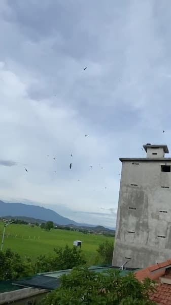 Hình ảnh Yến Sào Khánh Hoà - 5