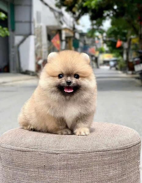 Hình ảnh Chó Mèo Đà Nẵng – Phốc Sóc, Corgi, Poodle - 4