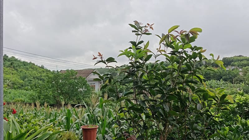 Hình ảnh Memory Tea - 2
