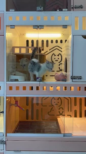 Hình ảnh DogParadise.vn CN Bình Hưng (dịch vụ cắt tỉa lông- lưu giữ thú cưng) - 2